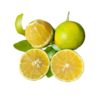 Cam xoàn Đồi Chư Păm