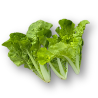 Cải bẹ dún non Yuuki 