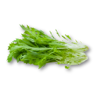 Cải đuôi phụng