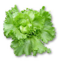 Xà lách Mỹ Minnetto