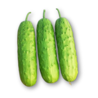 Dưa leo nếp thơm