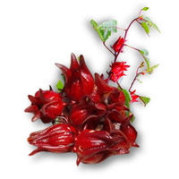 Hoa bụp giấm tươi (Atiso Đỏ)