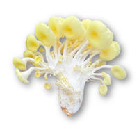 Nấm hoàng kim Én Việt - khay 150gr