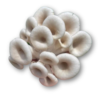 Nấm Sò Thái hữu cơ Én Việt - Túi 500gr