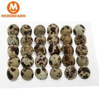 Trứng cút Bảo Bảo - Vỉ 30 trứng