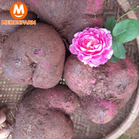 khoai-mo-tim-meronfarm (2).png