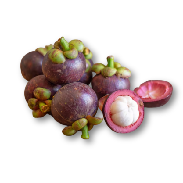 Măng cụt vườn rừng.png