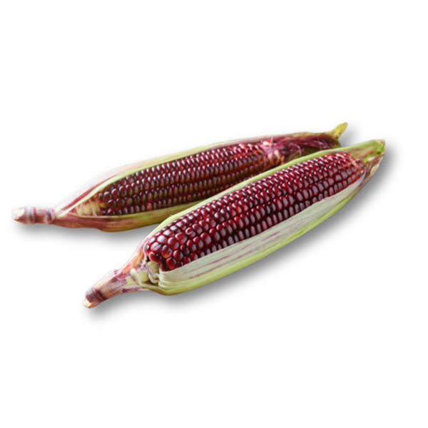 Bắp nữ hoàng.png