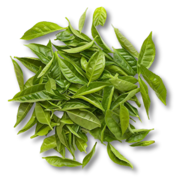 Lá trà xanh.png