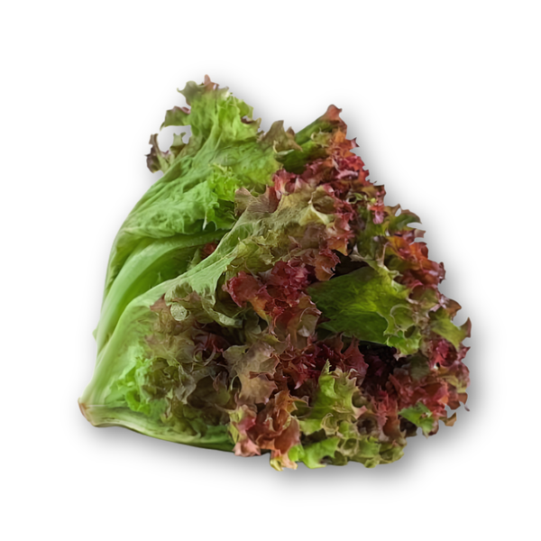 Xà lách lolo tím.png