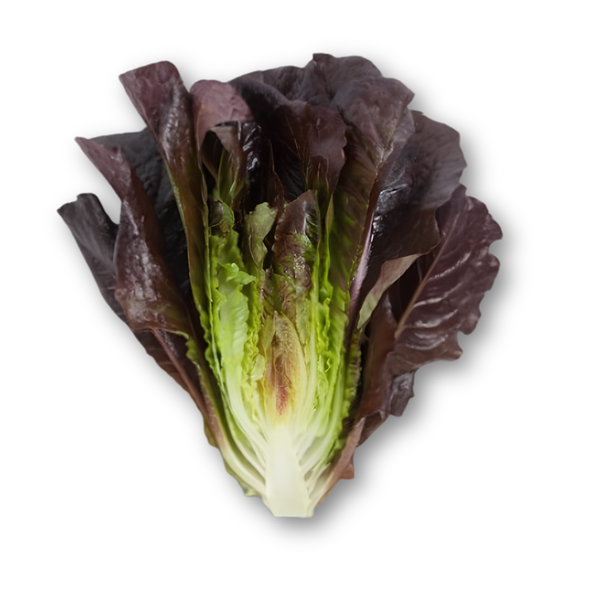 Xà lách romaine tím.png