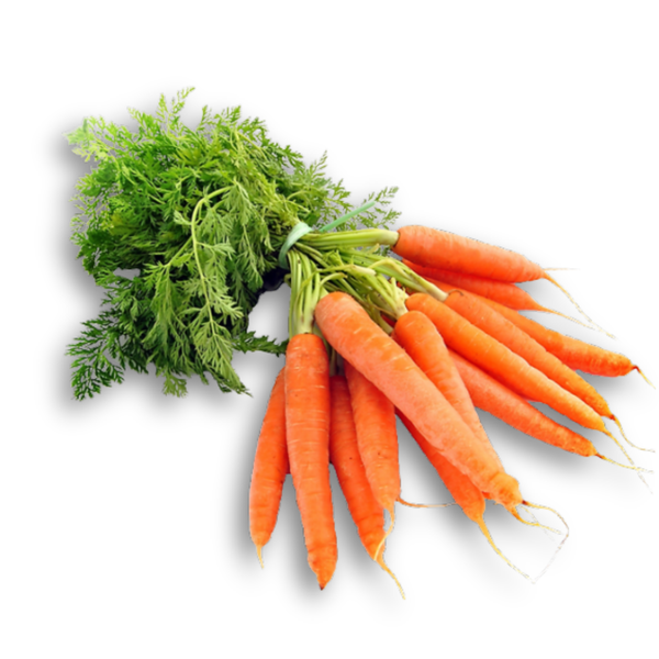 Cà rốt giống Nhật.png