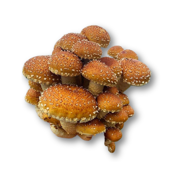 Nấm hương hạt dẻ Huỳnh Gia - phần 250gr.png