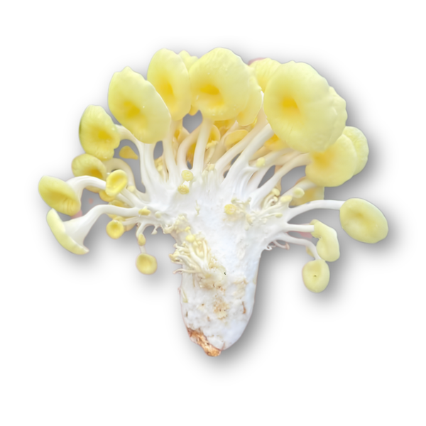 Nấm hoàng kim Én Việt - khay 150gr.png