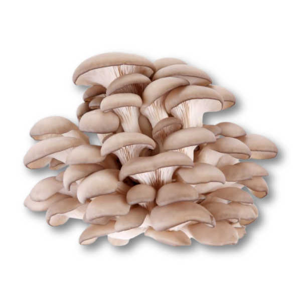 Nấm bào ngư xám hữu cơ Én Việt - Túi 500gr.png