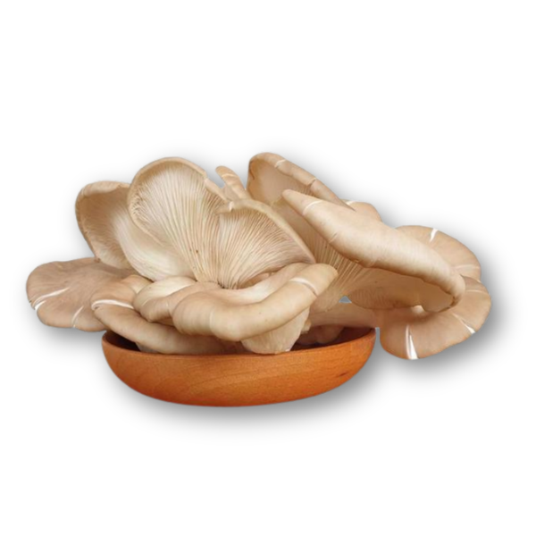 Nấm bào ngư Nấm Xanh - Túi 500gr.png