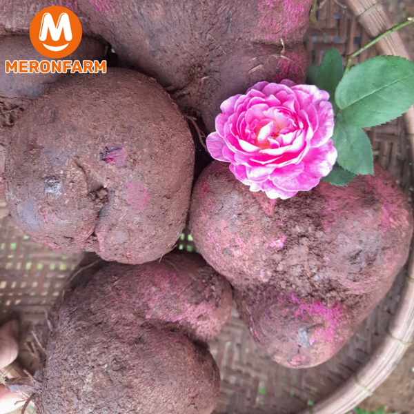 khoai-mo-tim-meronfarm (2).png