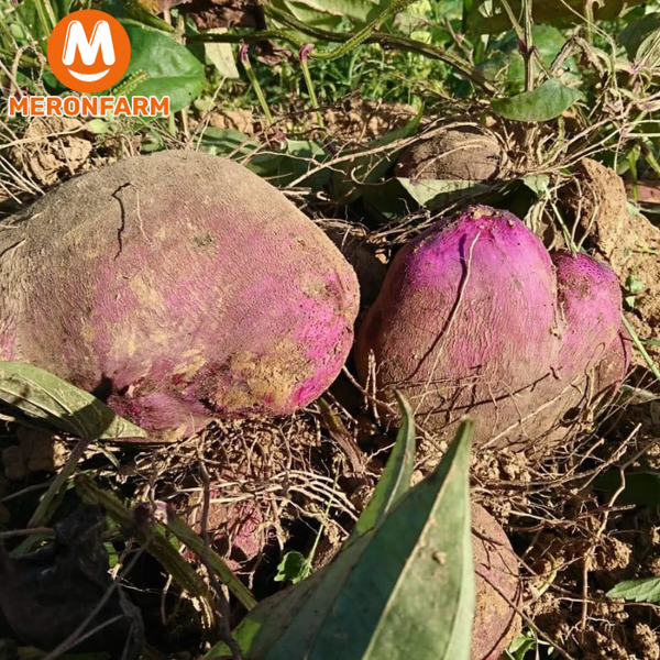 khoai-mo-tim-meronfarm.png