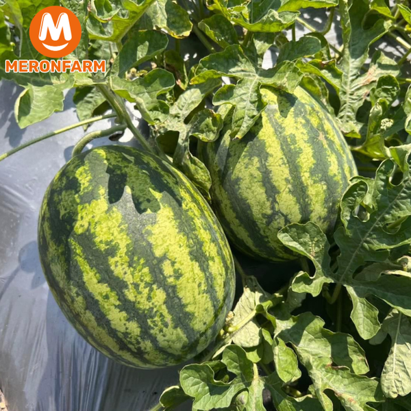 dua-hau-huu-co-que-lam-meronfarm (2).png